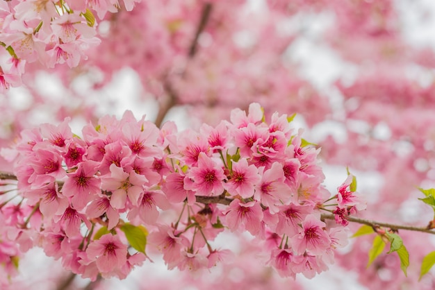 Sakura flores ou flor de cerejeira no jardim