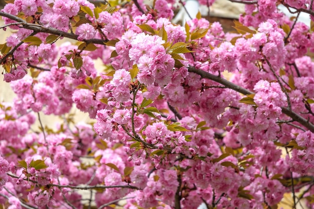 Sakura floresce flores de cerejeira japonesas na primavera em rosa Lindo fundo floral