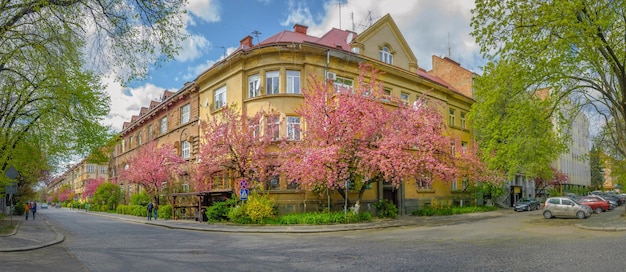 Sakura floresce na cidade de Uzhgorod na Ucrânia Panorama da primavera das ruas da cidade