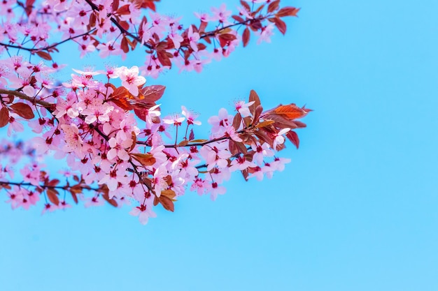 Sakura floresce Ramo de sakura com flores cor de rosa contra o fundo do céu azul e tempo ensolarado