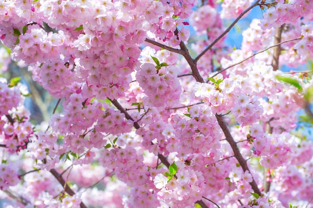 Sakura florescendo com flores cor de rosa na primavera