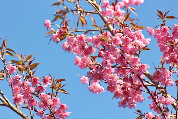 Foto sakura flower o cherry blossom con fondo de naturaleza hermosa