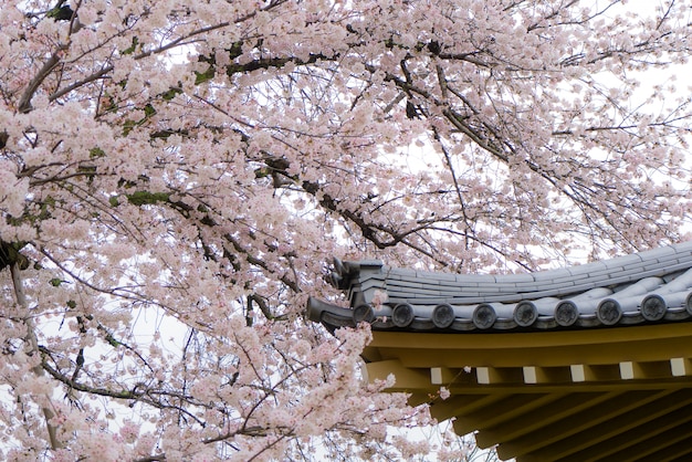 Sakura Flowers oder Kirschblüte mit Dach des Hauses in Kyoto, Japan.