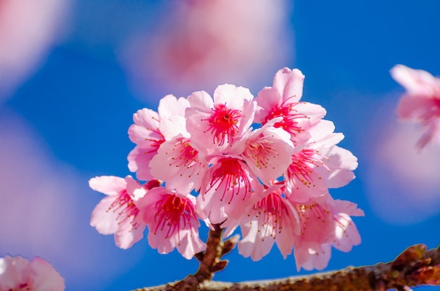 Sakura fundo azul Angkhang Chiang Mai Tailândia