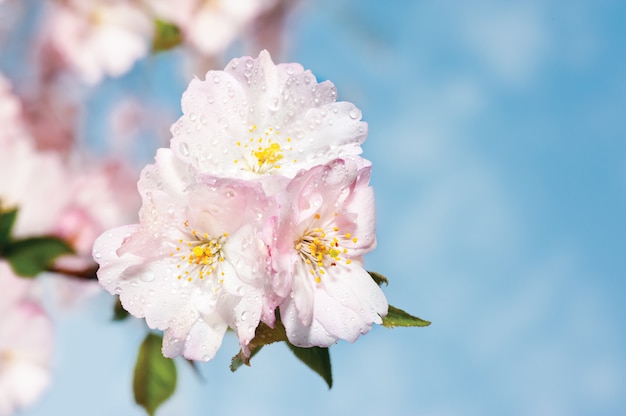 Sakura in voller Blüte