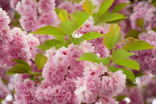 Sakura japonês festival de flores de cerejeira árvore sakura flores de primavera tamborilar