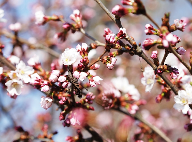 Sakura en el jardín de primavera. Flores rosadas.