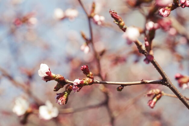 Sakura en el jardín de primavera Flores rosas