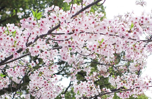 Sakura Kirschblüte Blume backgrund