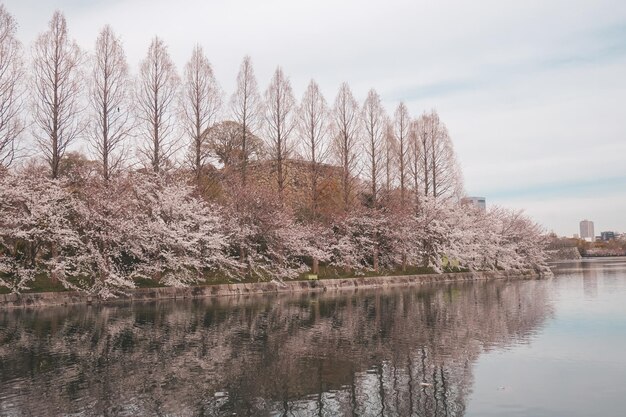 Sakura-Kirschblüte im Frühling in Japan aufgenommen