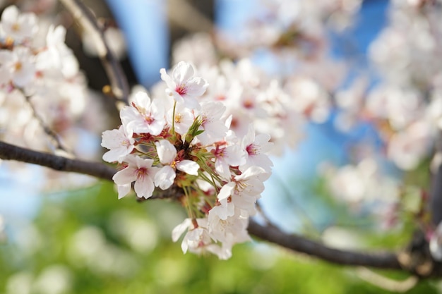 Sakura-Kirschblüte im Garten Japan