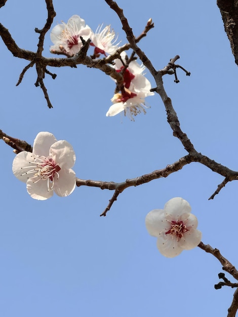 Sakura-Kirschblüten Hintergrund Schöne Naturszene mit blühendem Baum