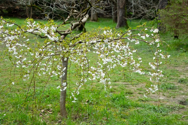 Sakura Kirschblütenbäume. Wunderschöner Landschaftspark mit blühenden Kirsch-Sakura-Bäumen und grünem Rasen im Frühjahr,