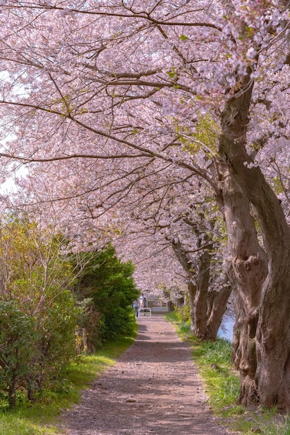 Sakura-Kirschblütenblätter auf dem Boden bilden im Frühling einen wunderschönen Blumenteppich