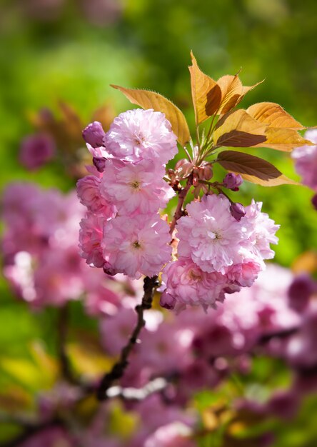 Sakura Kirschblütenblüte