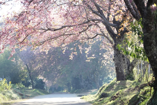 Sakura-Kirschblütenblumen