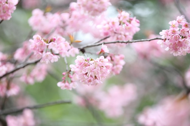 Sakura-Kirschblütenblumen