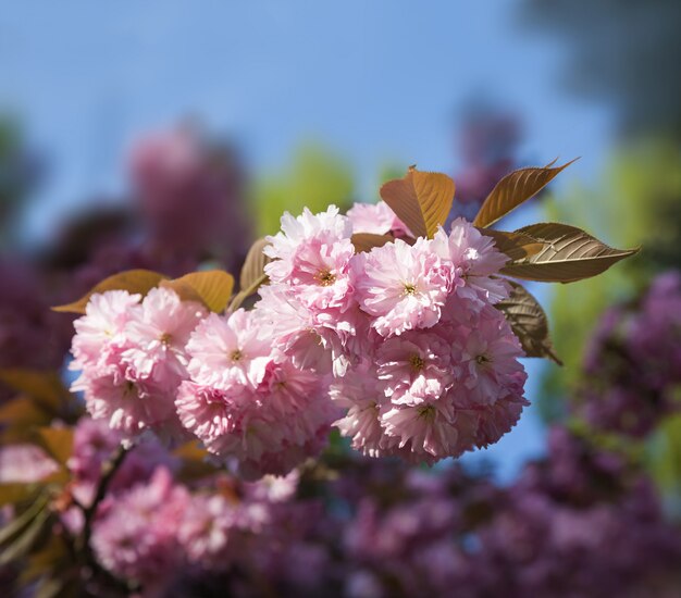 Sakura Kirschblume