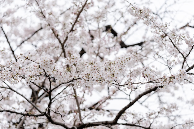 Sakura linda, flor de cerejeira