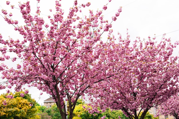 Sakura en lviv, floración rosa en primavera