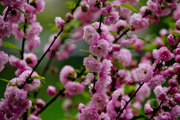 Sakura o cerezo florece color rosa en rama