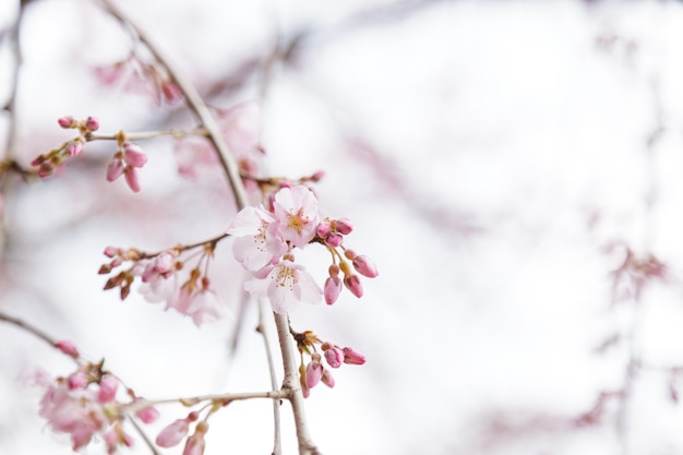 Sakura o flor de cerezo o flor de cerezo japonés El nombre de la orden es Rosales, la familia es Rosaceae que florece en el jardín.