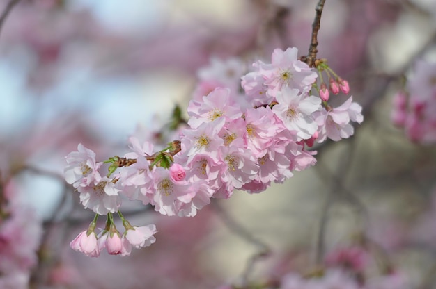 Foto sakura o flor de cerezo