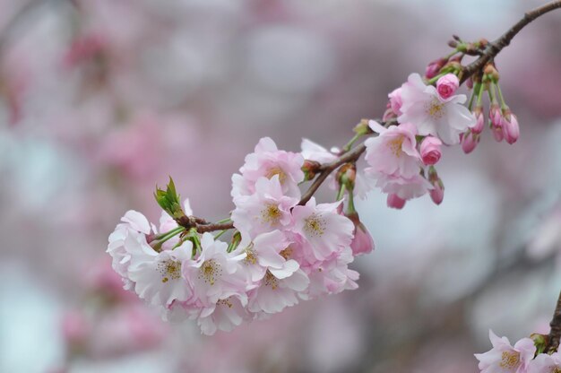 Sakura o flor de cerezo