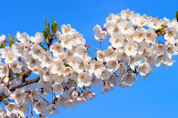 Sakura o flores de cerezo florecen en primavera sobre fondo azul natural