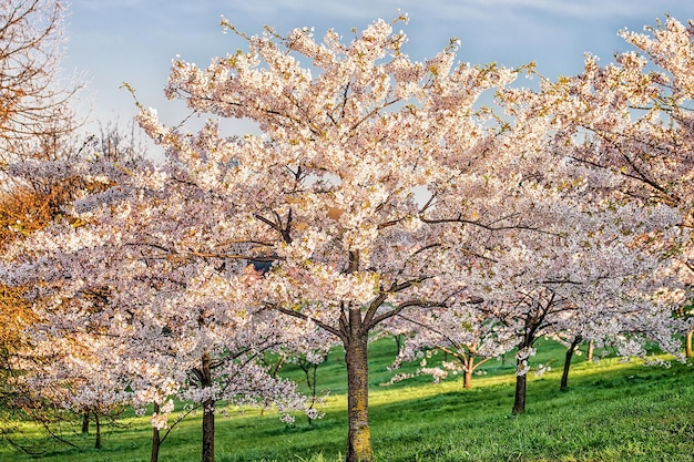 Sakura o flores de cerezo florecen en primavera sobre fondo verde y azul natural