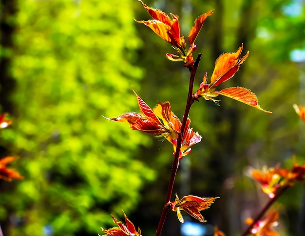 Sakura o Prunus serrulata a principios de la primavera Los brotes jóvenes y las flores