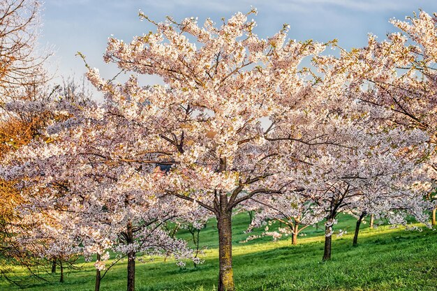 Sakura- oder Kirschbaumblumen blühen im Frühling auf natürlichem grünem und blauem Hintergrund