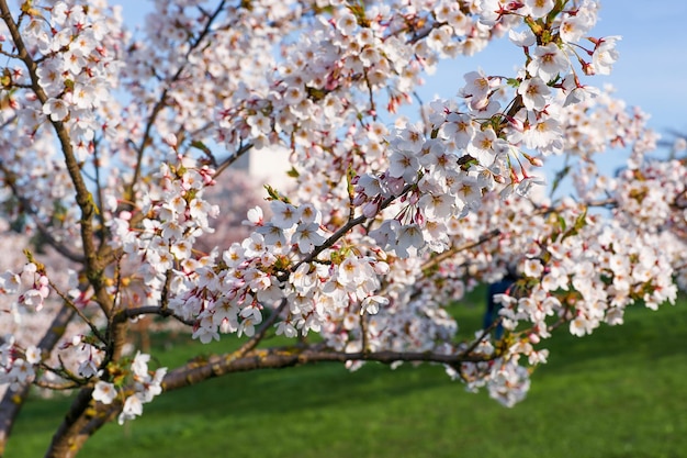 Sakura- oder Kirschbaumblumen blühen im Frühlingsstadtgarten auf natürlichem Hintergrund