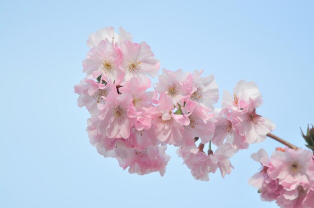 Foto sakura oder kirschblüte