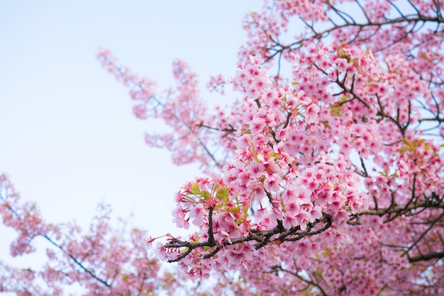 Sakura de plena floración, flor de cerezo en la noche