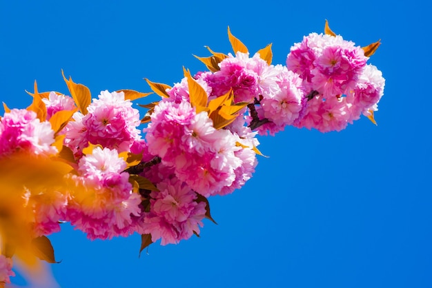 Sakura primavera flor de cerezo sakura flores rosadas sobre fondo soleado fondo de primavera con una rama o