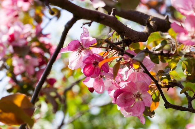 Sakura en primer plano de primavera, flores de cerezo rosa en primavera, hermosas flores en un árbol frutal