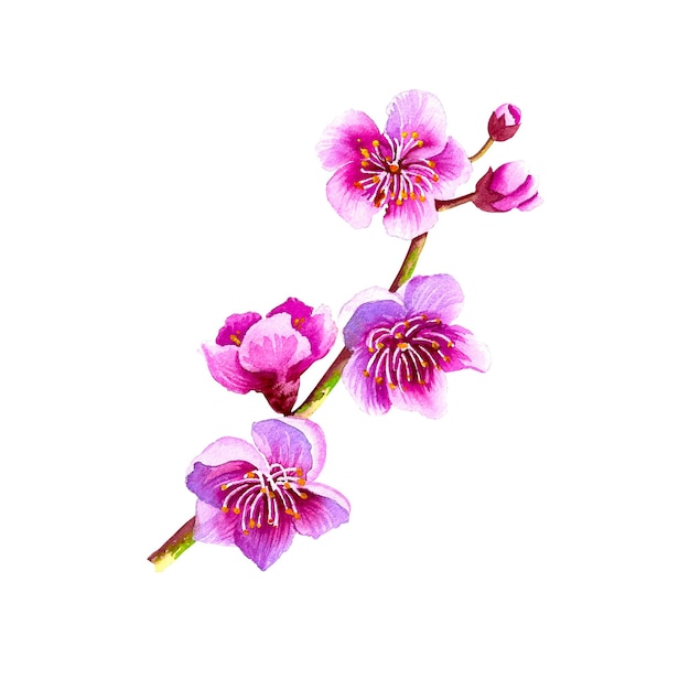 Sakura Ramo de floração de uma cerejeira. Ilustração em aquarela.