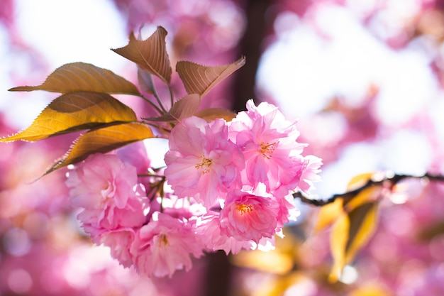 Sakura ramo floresce