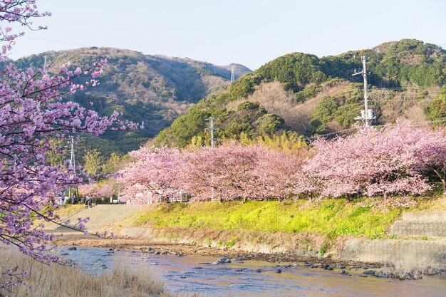 sakura y rio