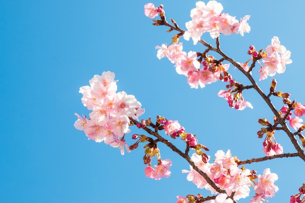 Sakura rosa, Cherry Blossom, é a mais bela flor