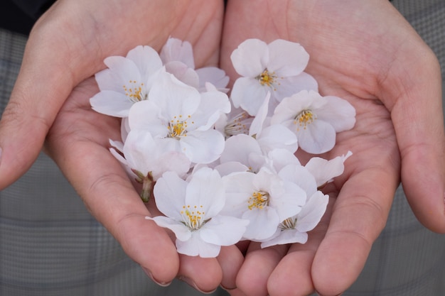 Sakura rosa flor na mão