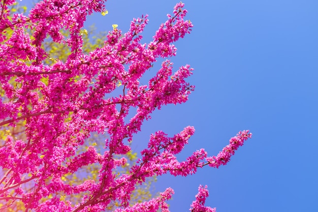 Sakura rosa flor Tailândia florescendo.