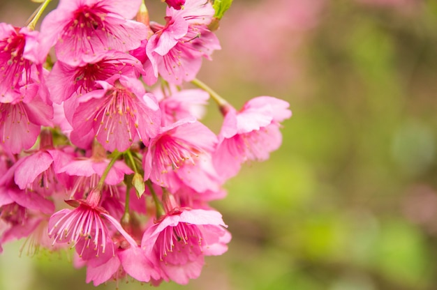 Sakura rosa en el jardín.