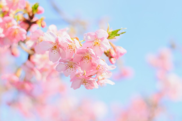 Sakura, rosa Kirschblüte in Japan auf Frühlingssaison.