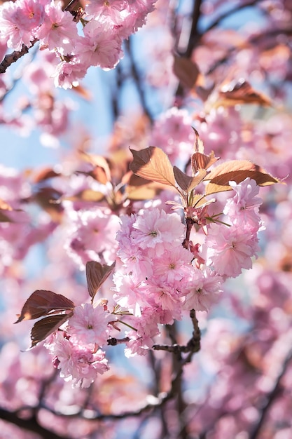 Sakura rosa, ramitas de flor de cerezo con flores en un día brillante. Rosa, tonalidades magentas, look monocromático. Fondo natural de primavera romántica en rosa y azul