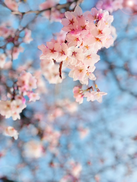 Sakura rosado que florece en la primavera de Osaka, Japón.