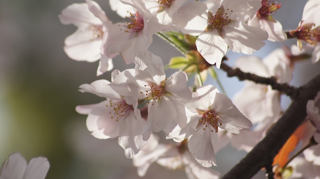 Sakura en el sol