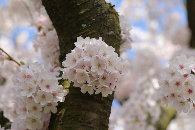 Sakura-Stamm und zarte schöne Blumen darauf