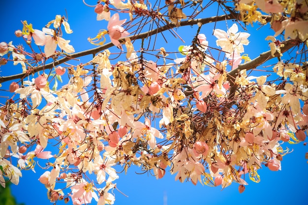 Sakura Tailândia